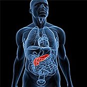 Illustration of the human body highlighting the pancreas